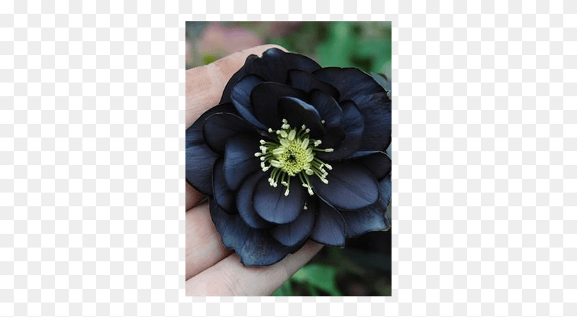 301x401 Black Narcissus Oil Flower, Anemone, Plant, Blossom HD PNG Download
