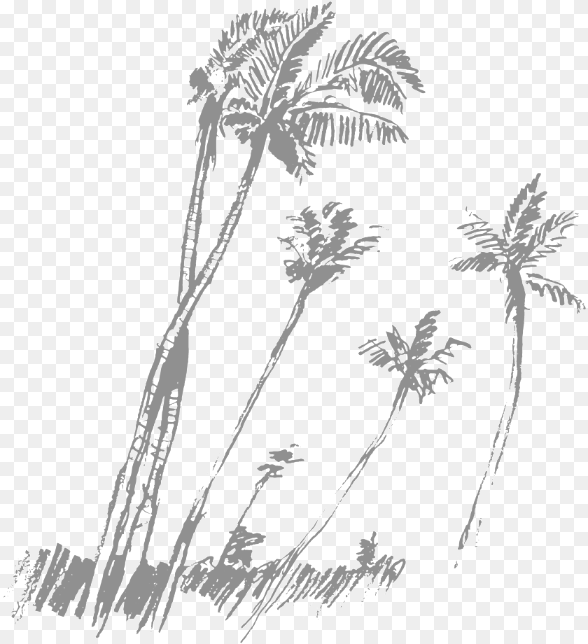 835x920 Black Palm Tree Palm Trees Drawing Vippng Vector Graphics, Art, Plant Transparent PNG