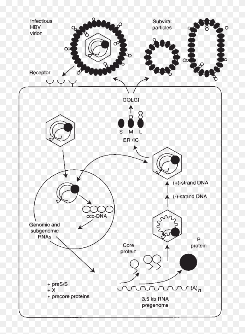 850x1183 Black Particles Virus Reproduce In Hepatitis B, Plan, Plot, Diagram HD PNG Download