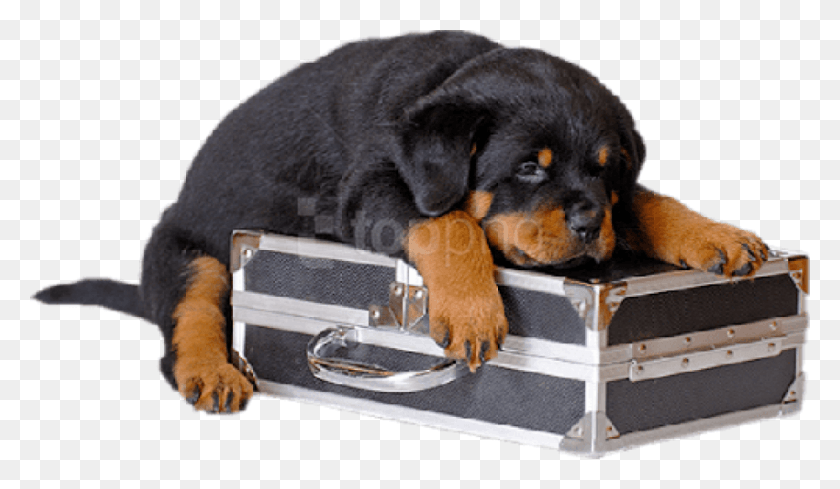 850x468 Cachorro Negro Con Estuche Spasibo Bolshoe Za Pomosh, Perro, Mascota, Canino Hd Png