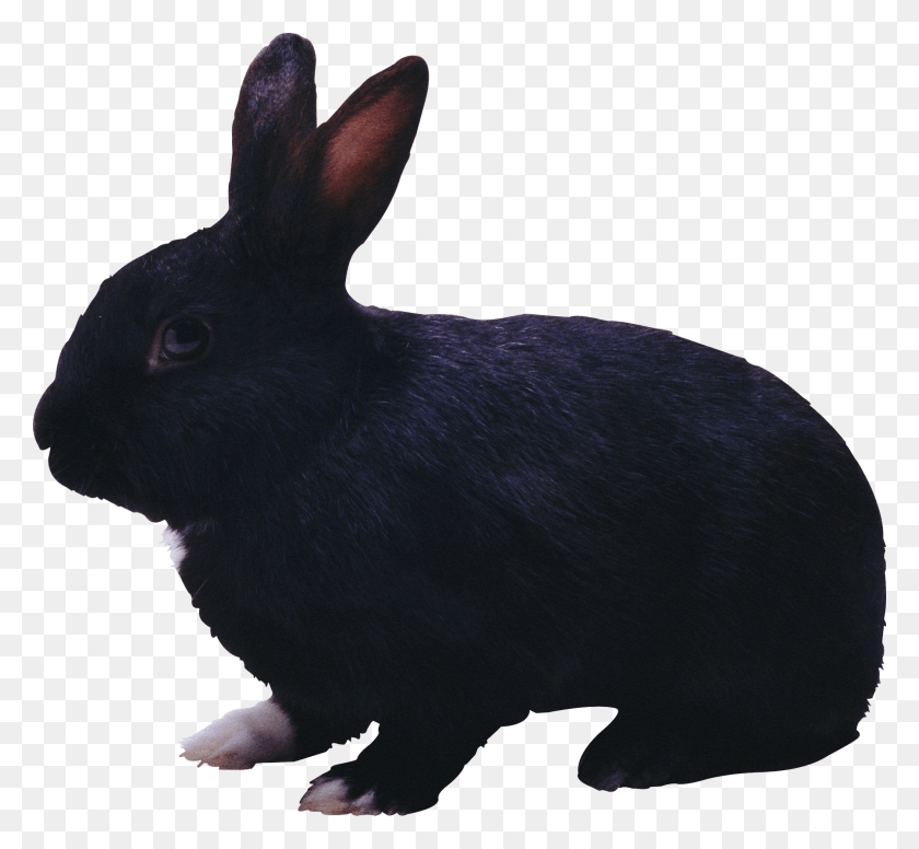 1800x1653 Conejo Negro Conejo Negro, Roedor, Mamífero, Animal Hd Png