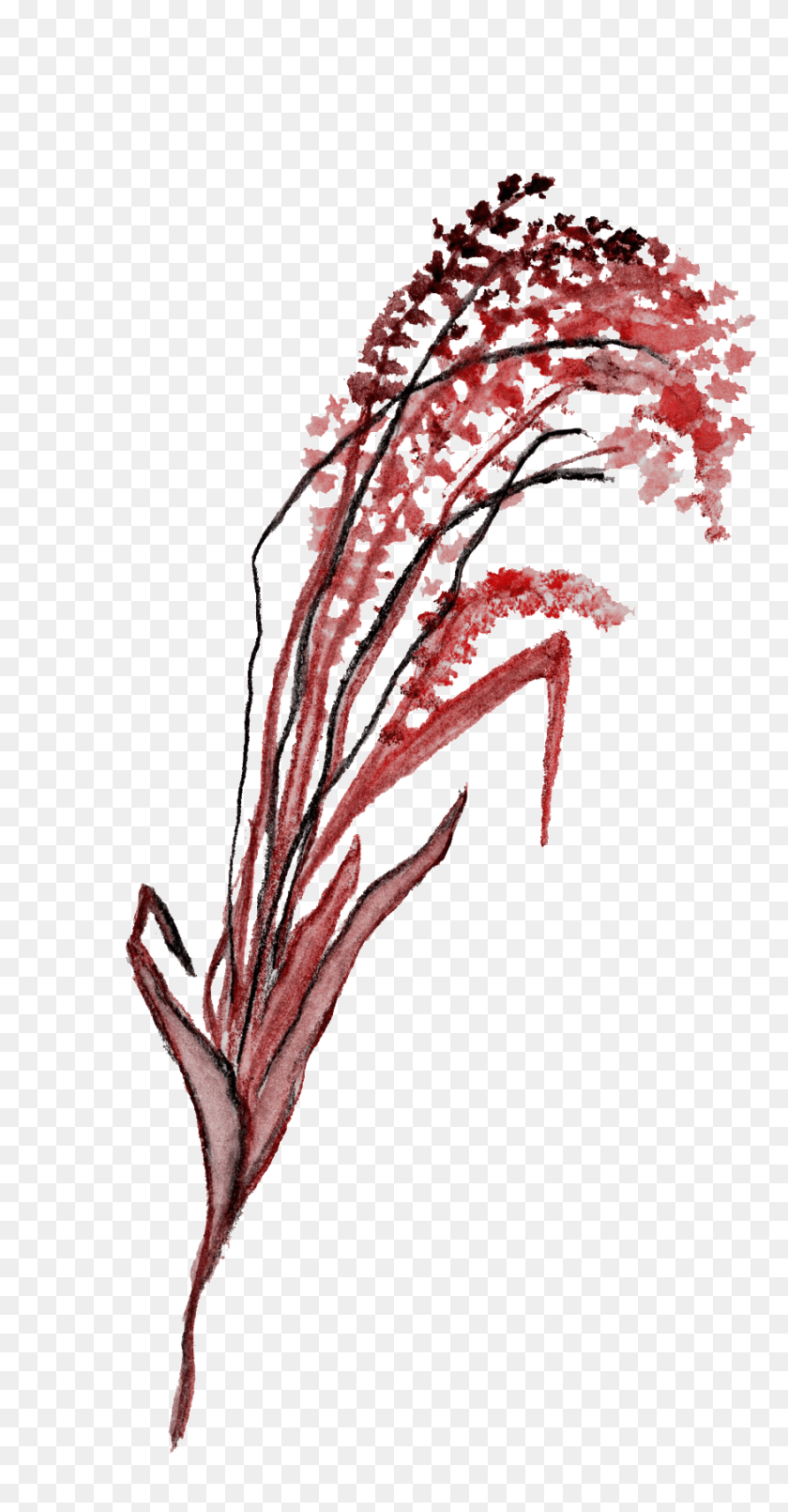 876x1741 Black Red Flower Branch Transparent Decorative, Graphics, Pattern HD PNG Download