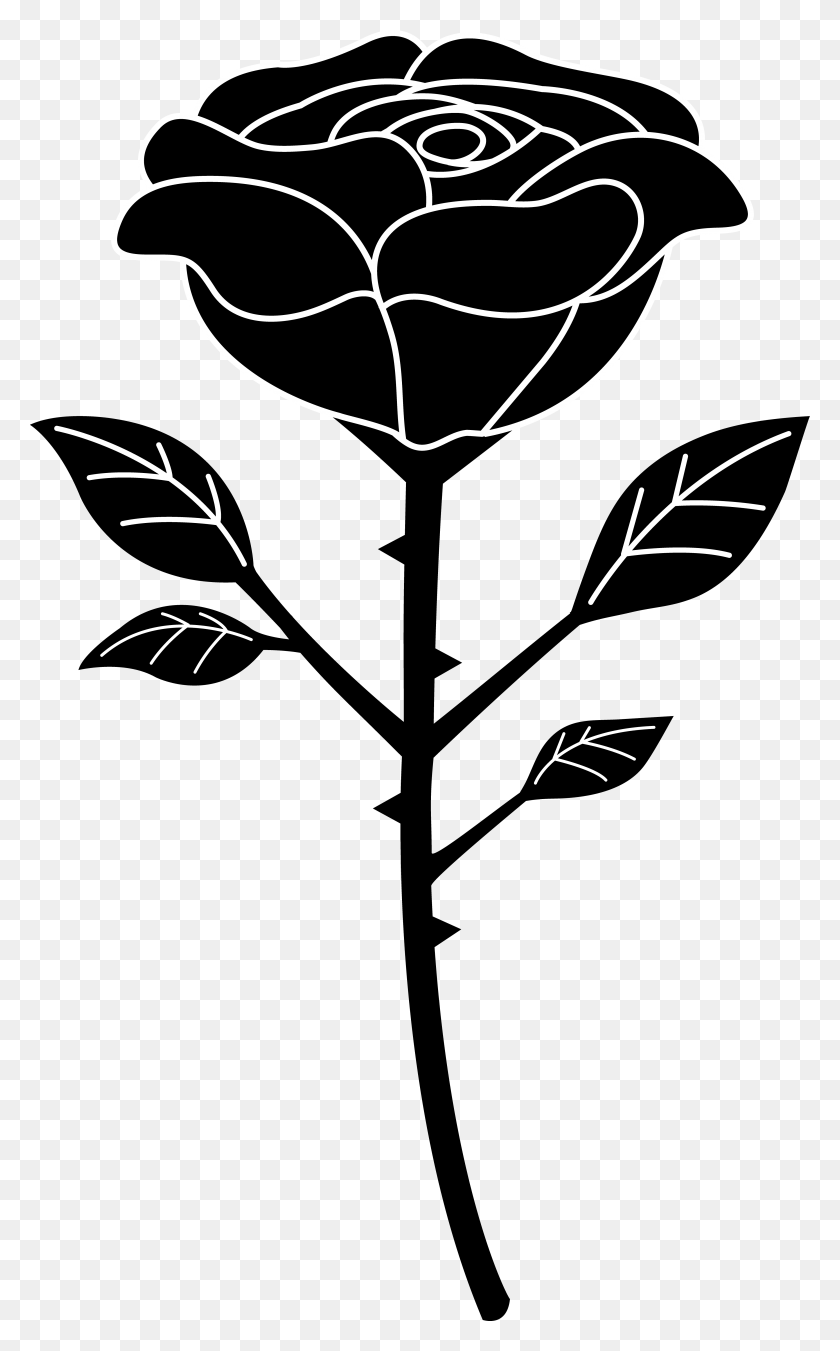 4334x7175 Black Rose Chefs Black And White Rose Vector, Leaf, Plant, Flower HD PNG Download
