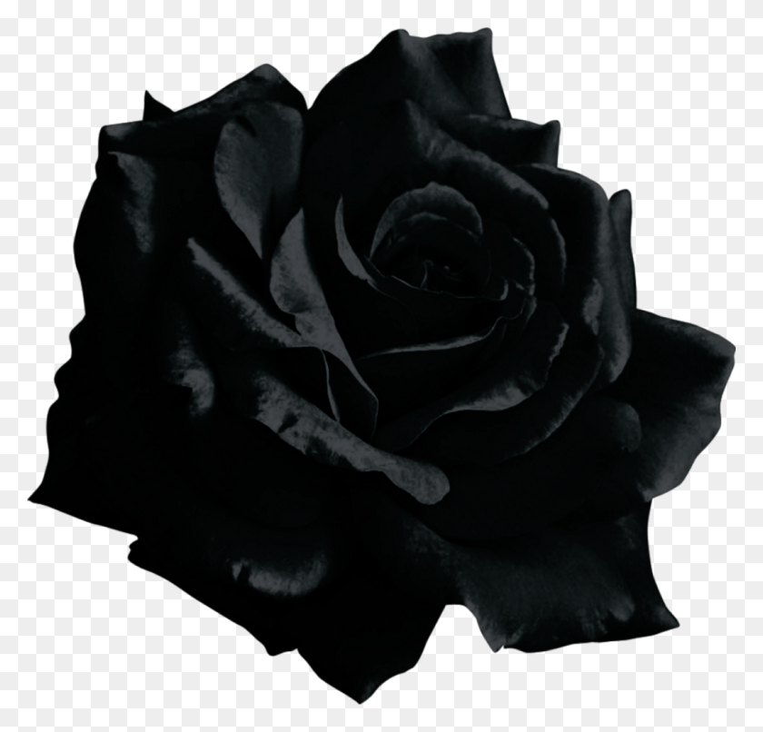 1070x1024 Flor Png / Rosa Png