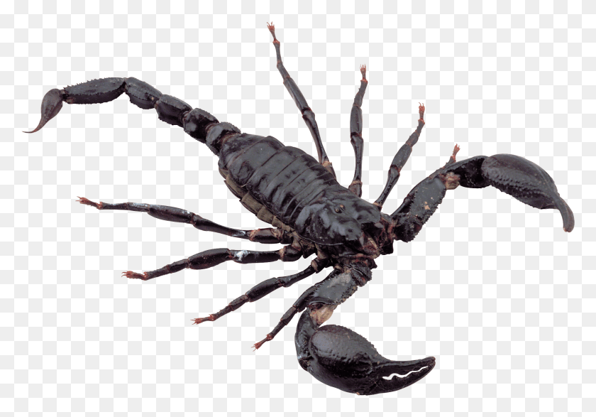 2022x1368 Черный Скорпион Скорпион, Беспозвоночное, Животное, Паук Hd Png Скачать
