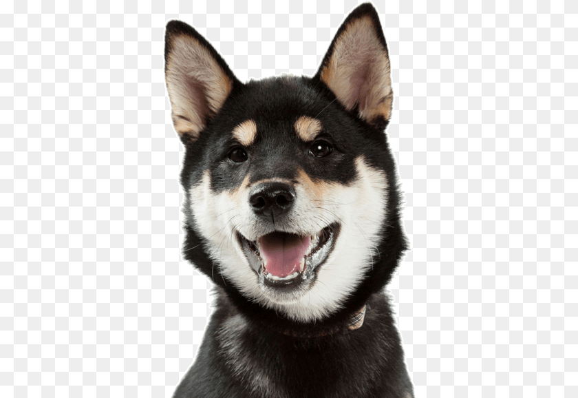 372x578 Black Shiba Inu Husky Mix, Animal, Canine, Dog, Mammal Clipart PNG