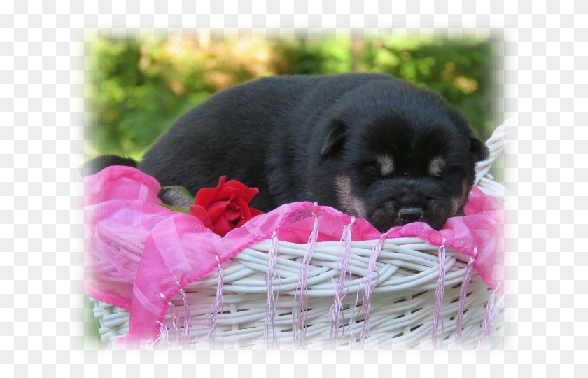 640x480 Black Shiba Inu Puppies, Puppy, Dog, Pet HD PNG Download