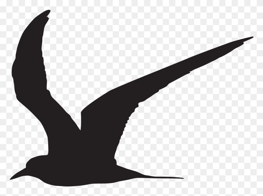 1025x745 Black Skimmer Tern Pájaro, Silueta Png