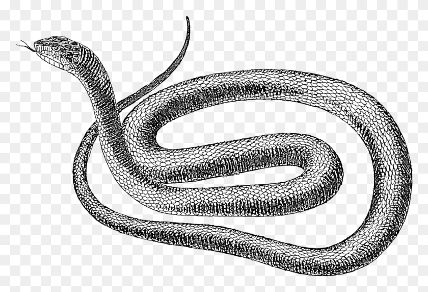 1190x782 La Serpiente Negra, La Serpiente Rata Png / Reptil, Animal, Ropa Hd Png