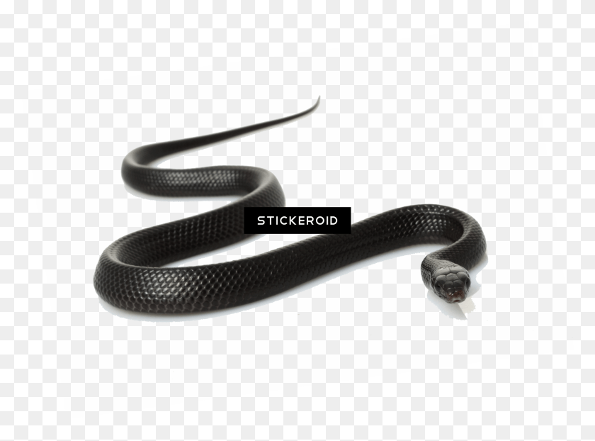 1860x1342 Black Snake Eastern Indigo Snake, Reptile, Animal, Hose HD PNG Download