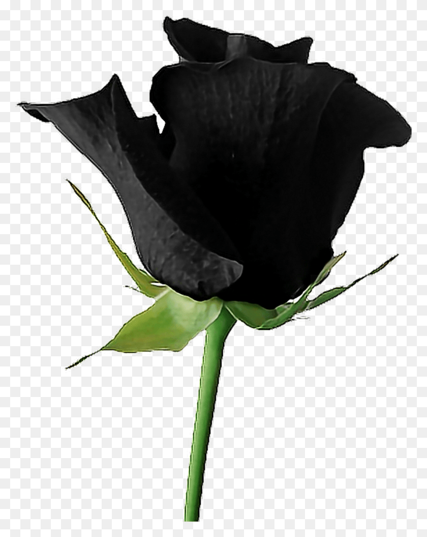 1024x1307 Black Sticker Black Flower Transparent Aesthetic, Rose, Plant, Blossom HD PNG Download
