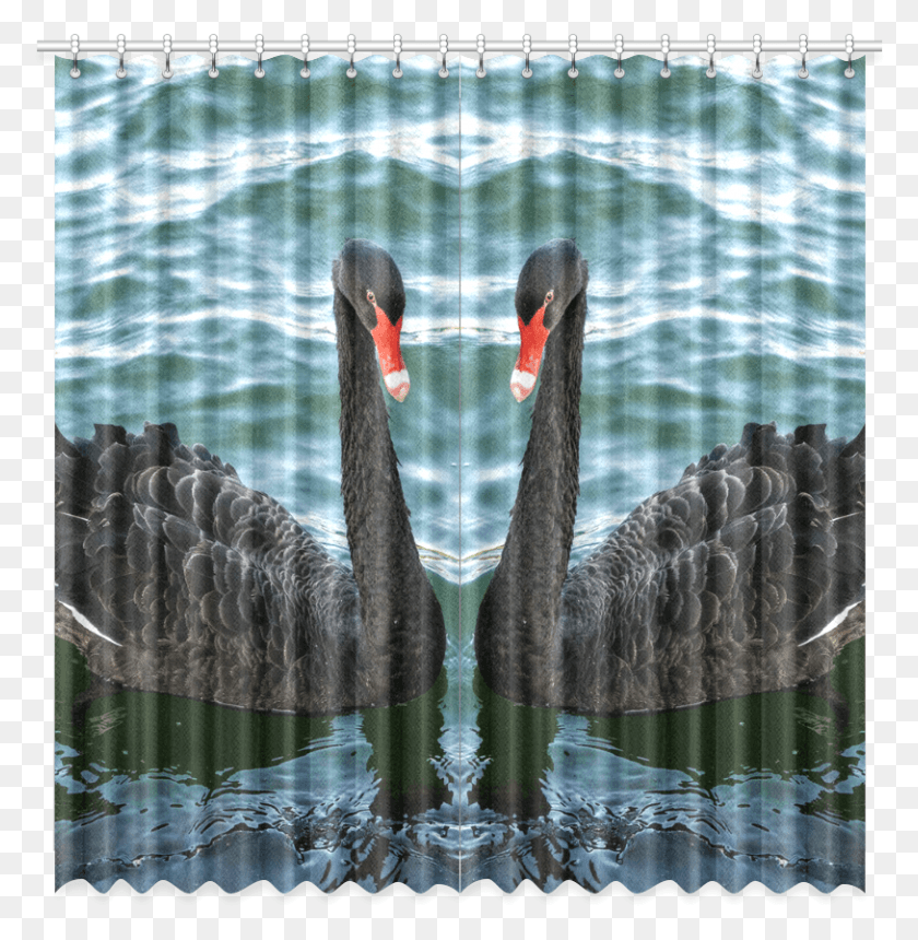 813x834 Cisne Negro, Aves Acuáticas, Pájaro, Animal Hd Png