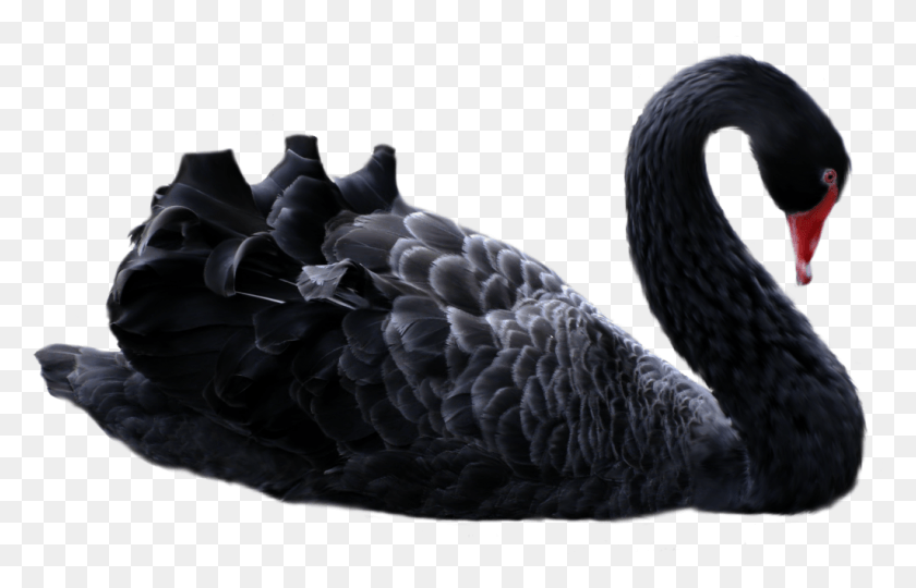 1024x631 Black Swans Low Minute Centers And Timofey Mozgov Black Swan, Waterfowl, Bird, Animal HD PNG Download