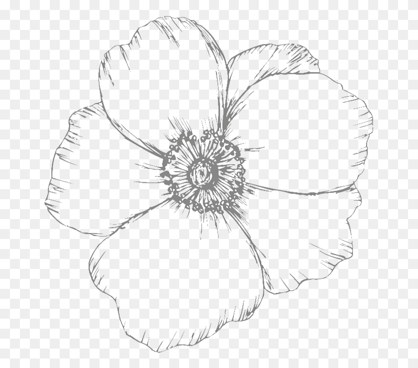 663x679 Black Transparent Rose Drawings Outline Black Line Art, Plant, Flower, Blossom HD PNG Download