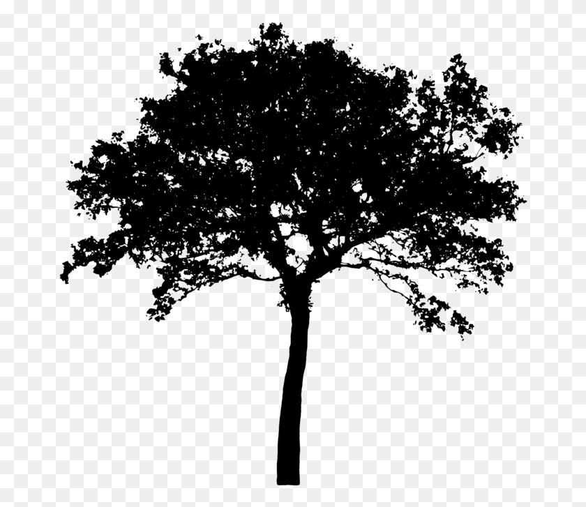 672x667 Черный Зажим Для Дерева Прозрачный Techflourish Коллекции Архитектурное Дерево Черный И Белый, Серый, Мир Варкрафта Png Скачать