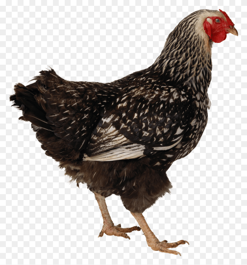 2495x2692 Black Walking Chicken If Your Cat Tastes Like Chicken, Hen, Poultry, Fowl HD PNG Download