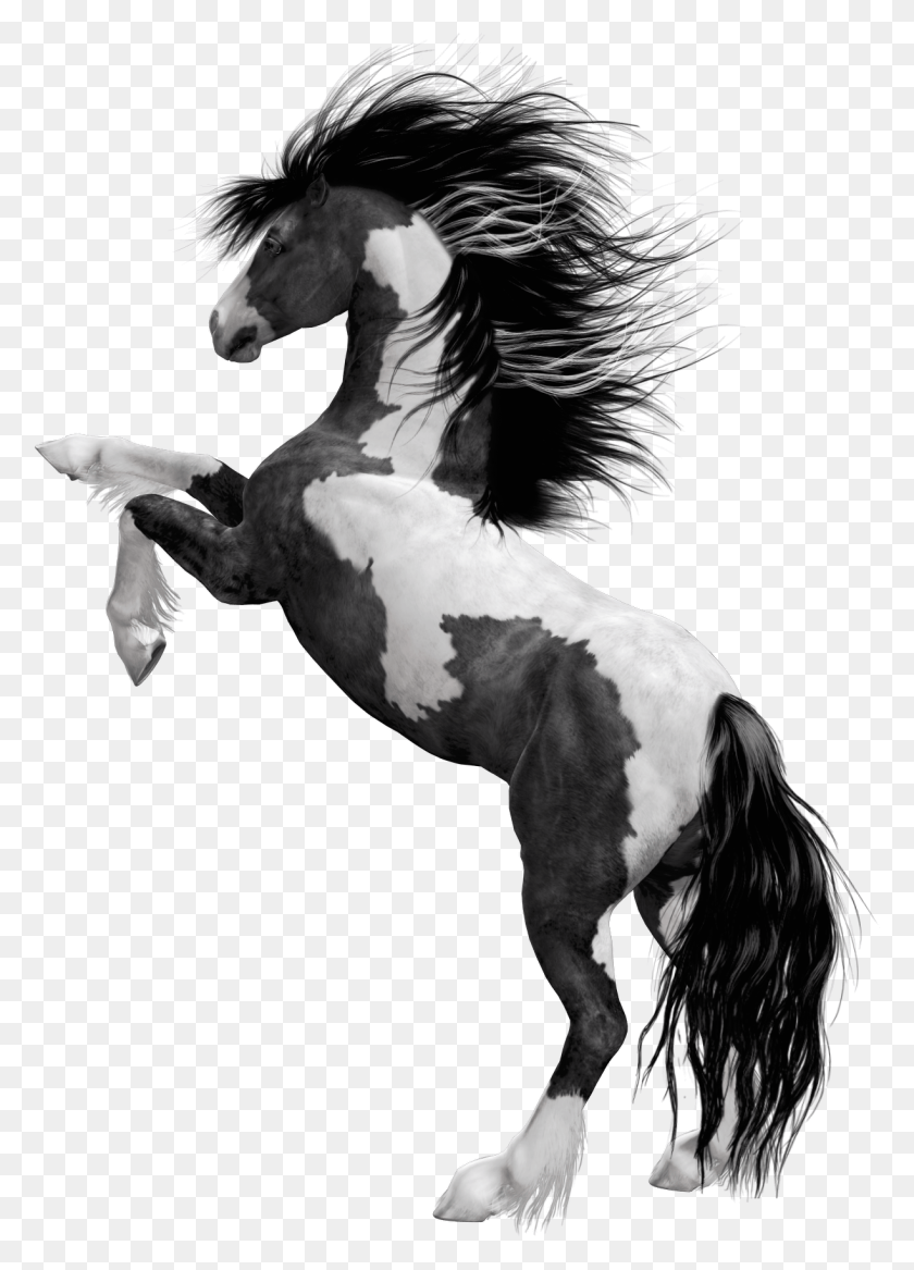 1223x1736 Черно-Белая Лошадь Клипарт Изображение Черно-Белая Лошадь, Андалузская Лошадь, Млекопитающее, Животное Hd Png Скачать