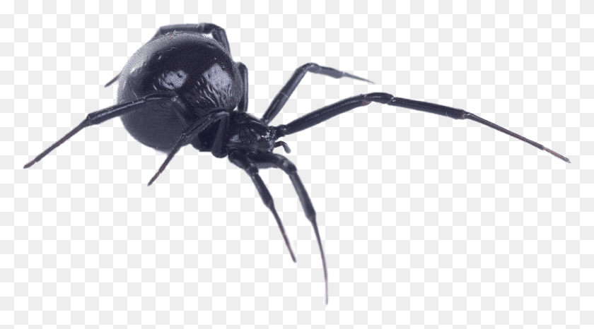 2471x1289 Black Widow Black Widow On White Background, Invertebrate, Animal, Bow HD PNG Download