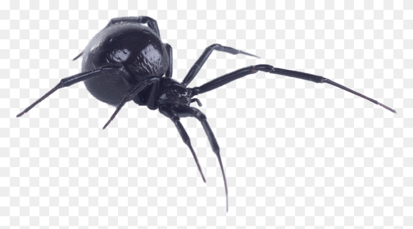 2471x1289 Viuda Negra Viuda Negra Sobre Fondo Blanco, Invertebrado, Animal, Arco Hd Png