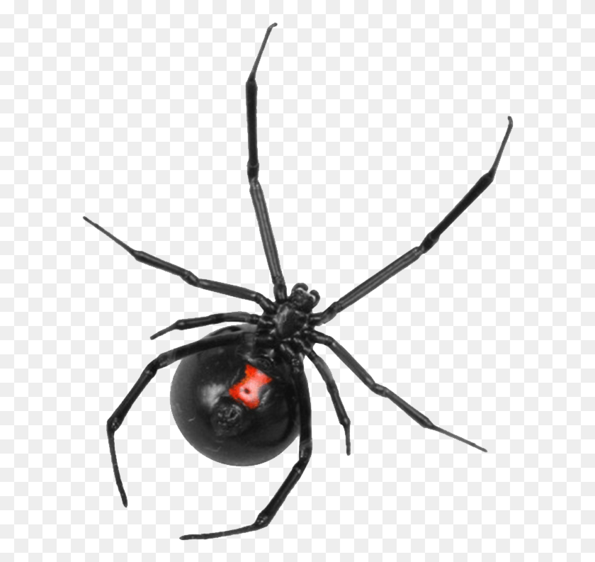 610x733 Black Widow Control Boise Idaho Big Spider Web, Insect, Spider, Invertebrate HD PNG Download