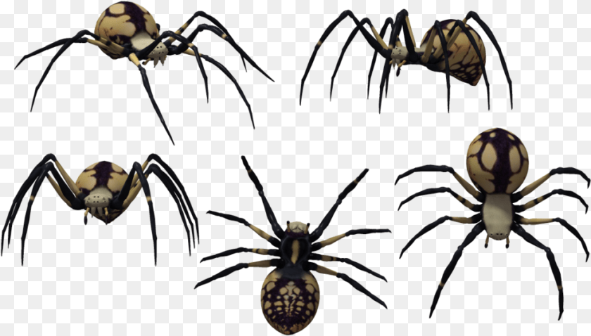 991x564 Black Widow Spider Art Latrodectus Tredecimguttatus, Animal, Garden Spider, Insect, Invertebrate Clipart PNG