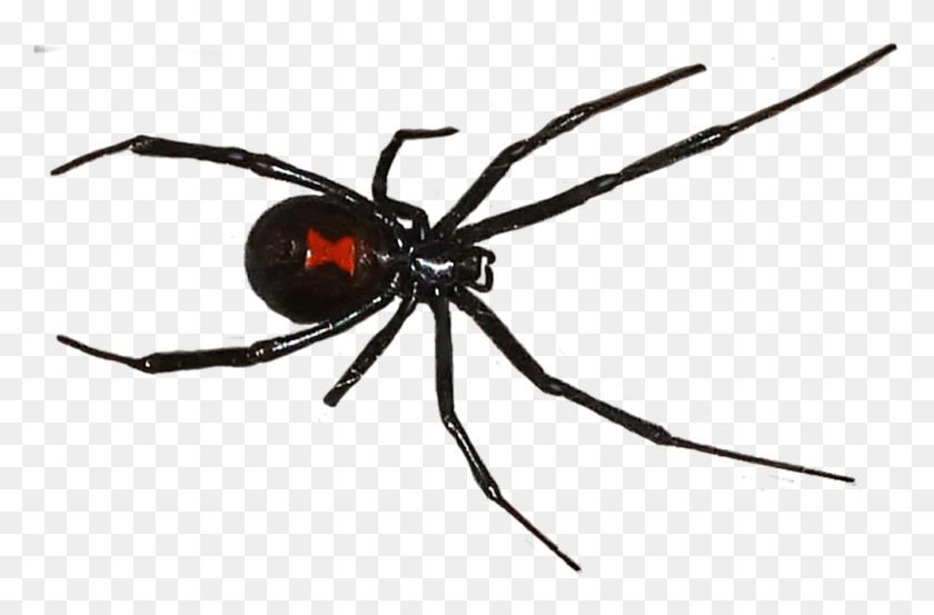 1003x634 Araña Viuda Negra Png / Araña Viuda Negra Hd Png