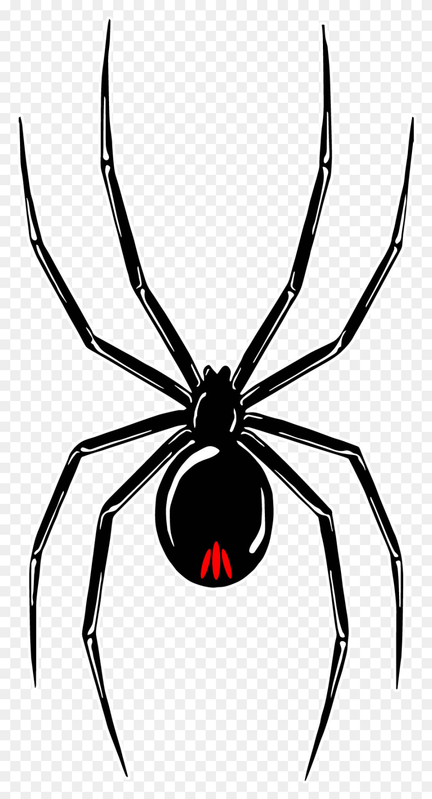 870x1667 Black Widow Tour Red Back Spider Stickers, Invertebrate, Animal, Insect HD PNG Download