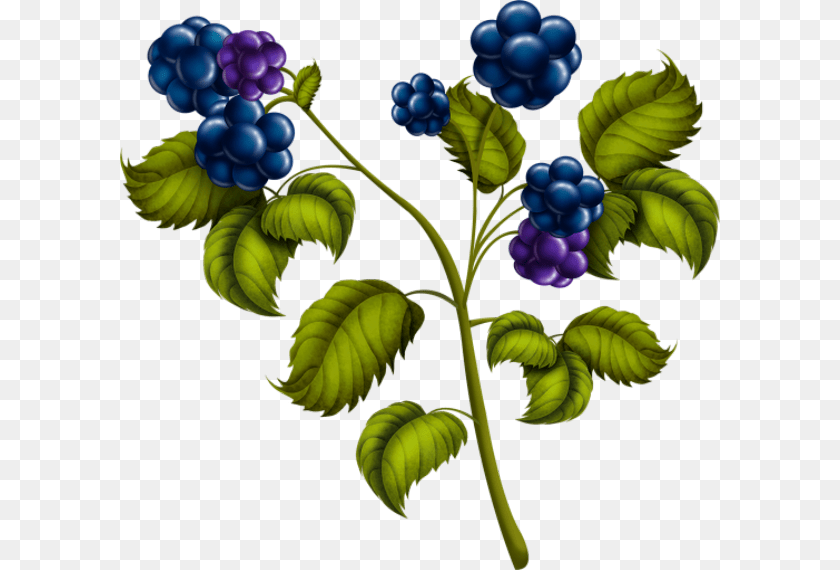 600x570 Blackberries Currant, Berry, Blueberry, Food, Fruit Sticker PNG