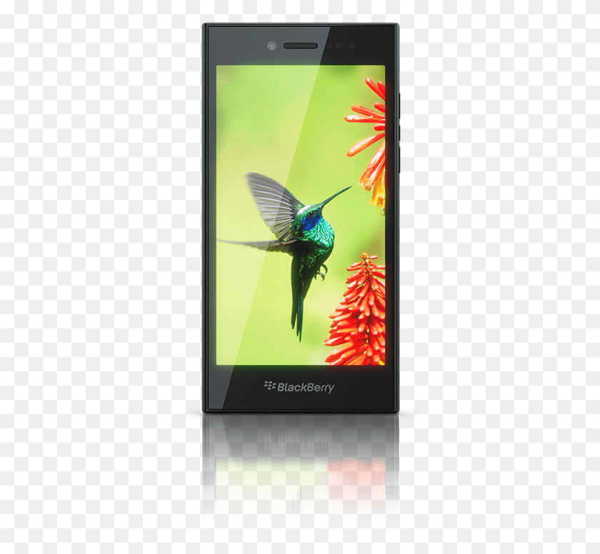 351x716 Descargar Png Blackberry Androphone Blackberry Mobile Modelos Con Precio, Bird, Animal, Electronics Hd Png