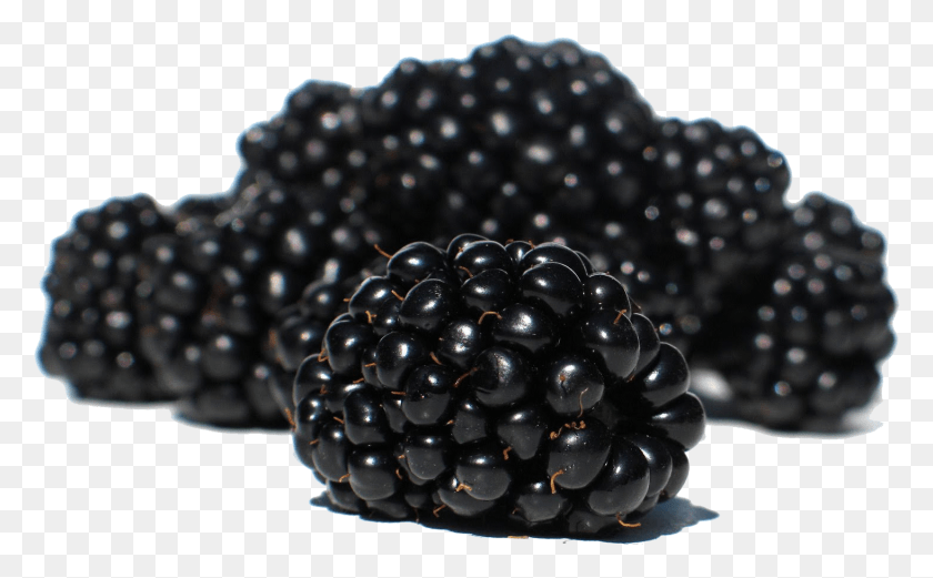 1463x865 Blackberry Blackberry Transparent, Plant, Fruit, Food HD PNG Download