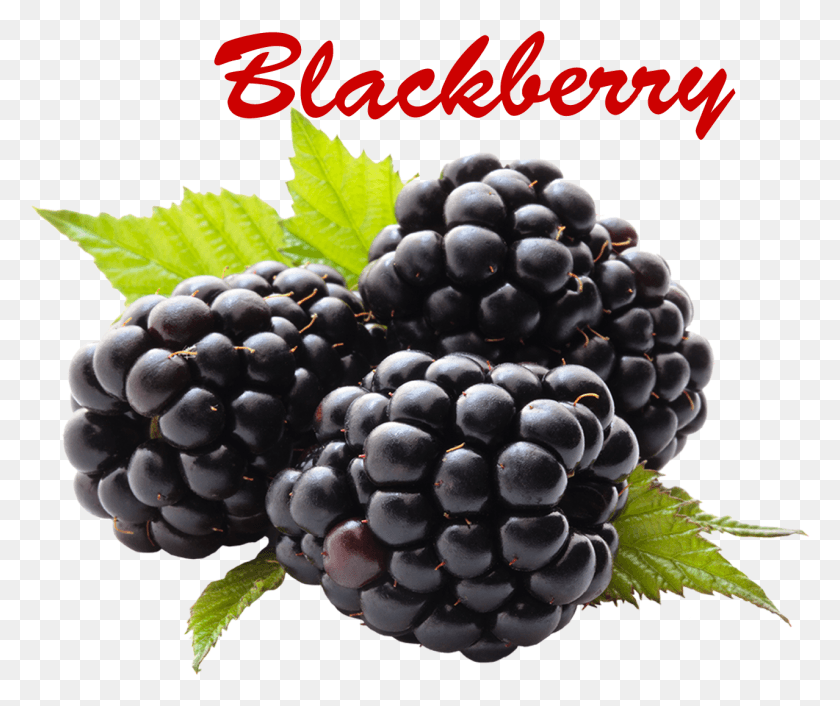 1278x1060 Blackberry Fruit, Planta, Uvas, Alimentos Hd Png
