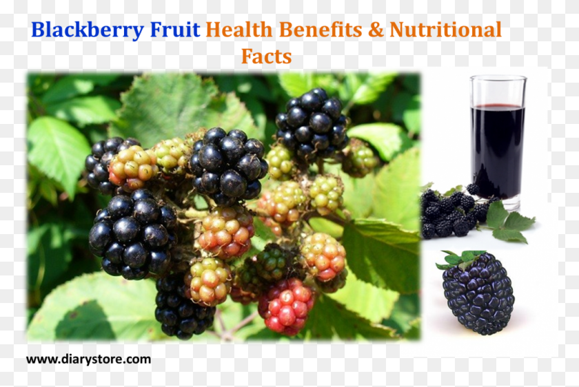993x640 Blackberry Fruit Association Of The Scientific Medical Societies En, Planta, Alimentos, Frambuesa Hd Png