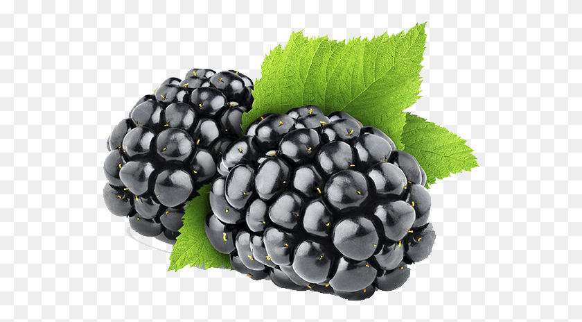 546x404 Blackberry Fruit Clipart Blackberry, Planta, Arándano, Alimentos Hd Png