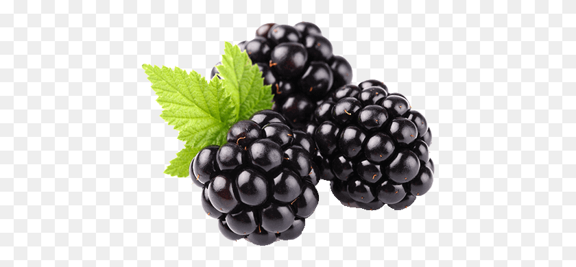 429x330 Blackberry Fruit Clipart Blackberry Fruit, Plant, Blueberry, Food HD PNG Download