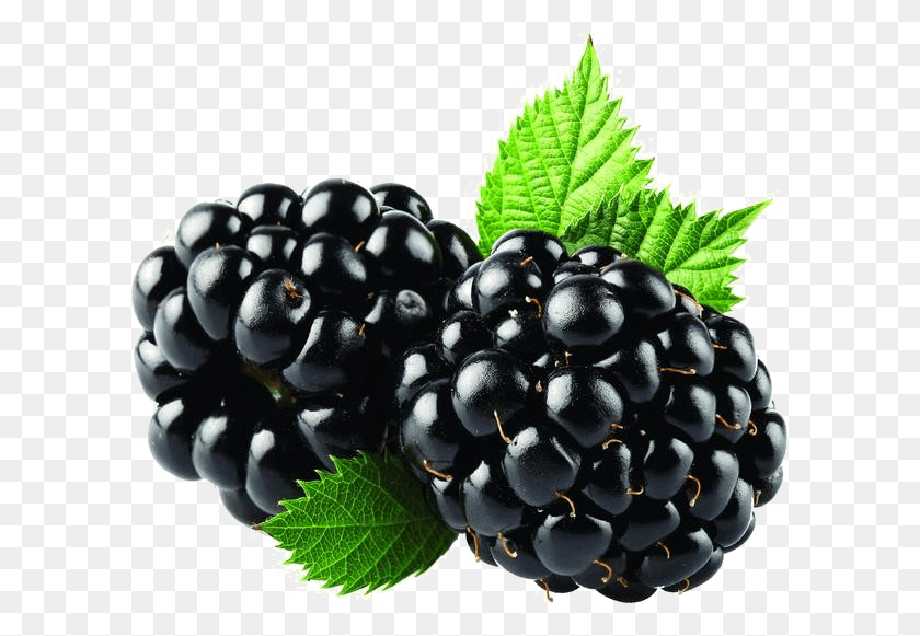599x521 Blackberry Fruit, Blackberry Fruit, Planta, Arándano, Alimentos Hd Png
