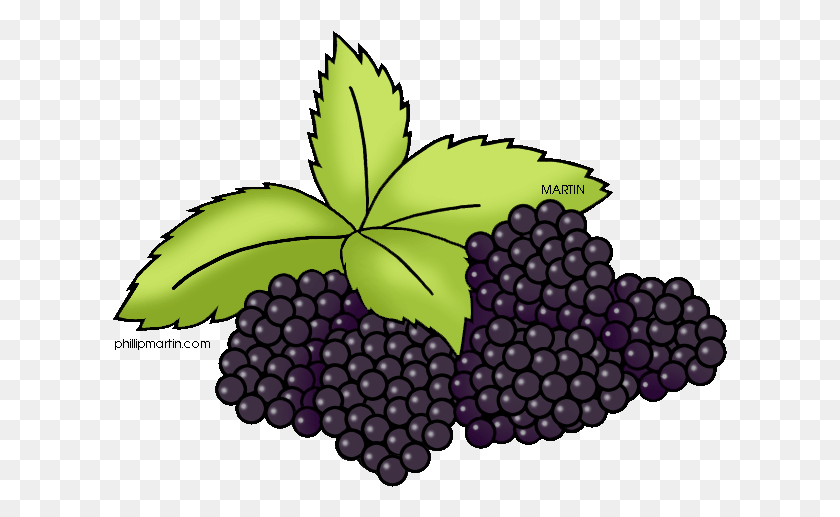 615x457 Blackberry Fruit Pic Blackberry Clipart, Plant, Grapes, Food HD PNG Download
