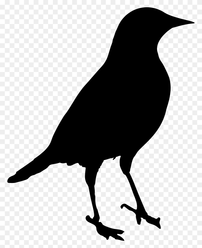 1806x2253 Черный Дрозд Фото Картинки Черная Птица, Серый, Мир Варкрафта Png Скачать