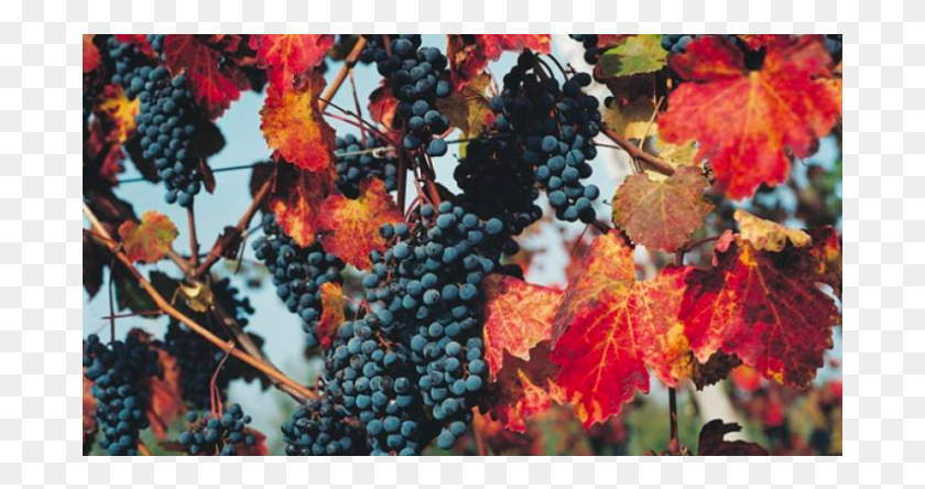 691x384 Descargar Png Blackhawk Winery And Vineyard Fruta Sin Semillas, Naturaleza, Al Aire Libre, Planta Hd Png