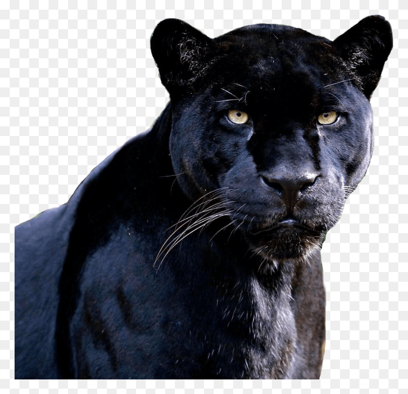 1024x986 Черная Пантера Наклейка Неоновый Серфер, Пантера, Дикая Природа, Млекопитающее Png Скачать