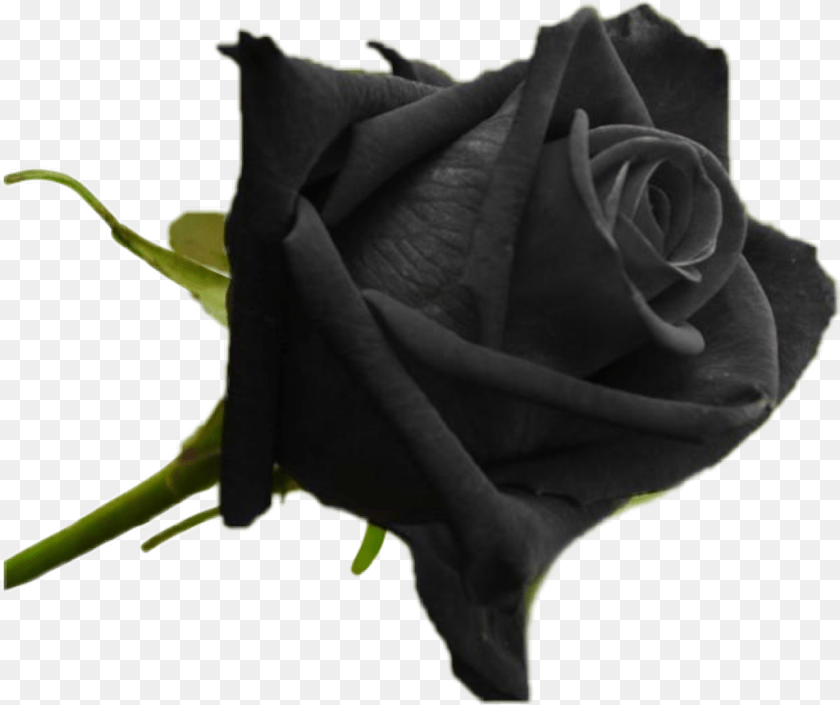 1024x859 Blackrose Original Black Rose Plant, Flower PNG