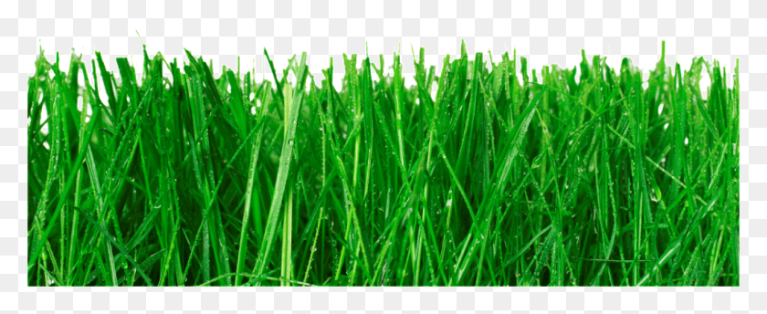 1023x373 Blades Of Grass, Plant, Lawn HD PNG Download