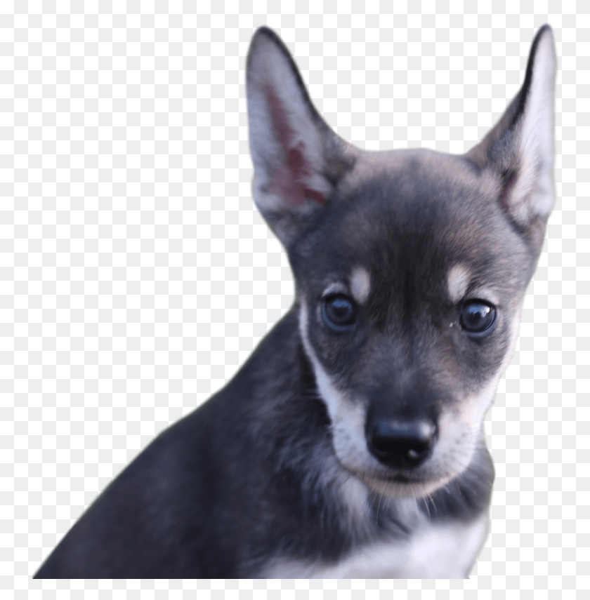 755x795 Blair Braverman On Twitter Companion Dog, Pet, Canine, Animal HD PNG Download