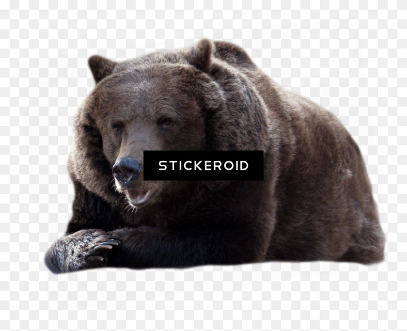 1134x906 Blck Bear Bear Transparent Background Free, Brown Bear, Wildlife, Mammal HD PNG Download