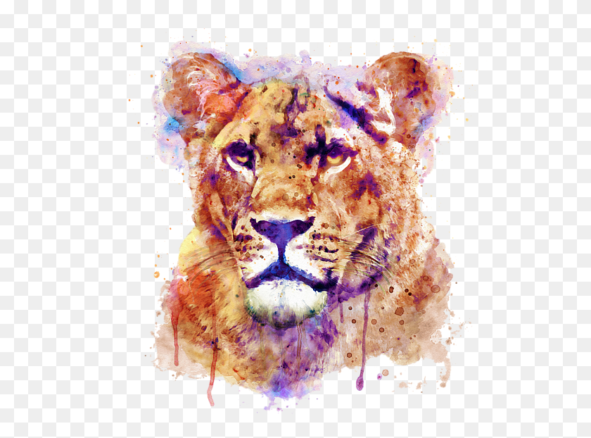558x562 Bleed Area May Not Be Visible Lioness Painting, Lion, Wildlife, Mammal HD PNG Download