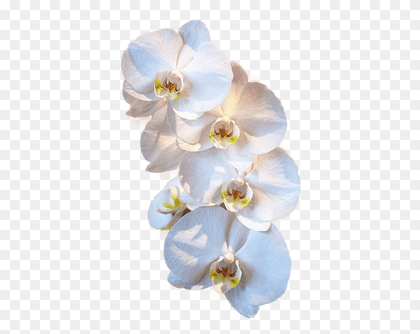 378x608 Область Кровотечения Может Быть Не Видна Мотылек Орхидея, Растение, Цветок, Цветение Hd Png Скачать