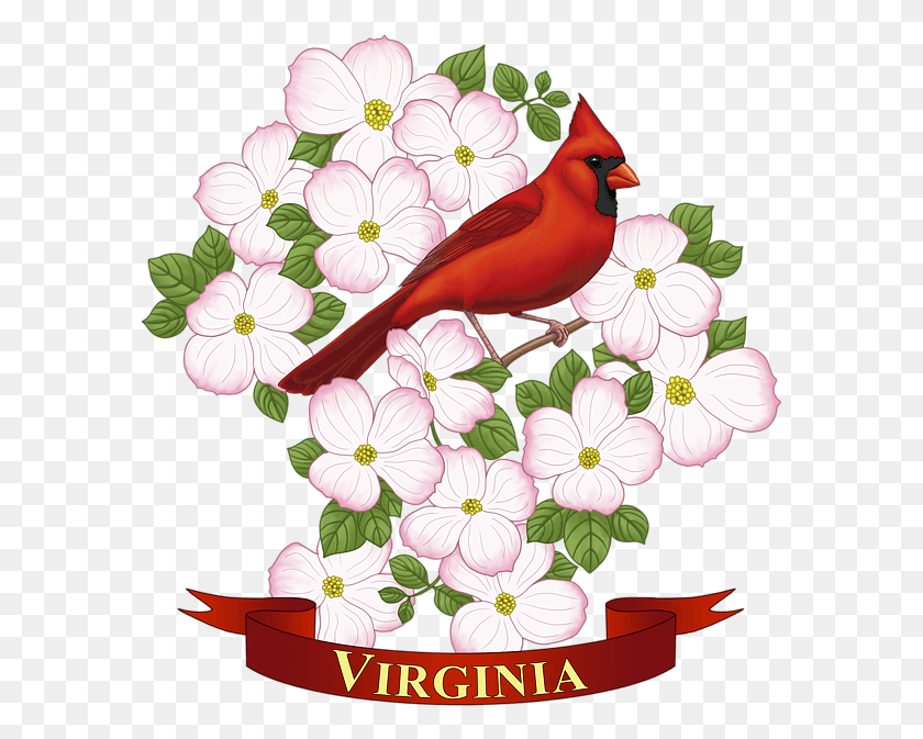 585x613 Bleed Area May Not Be Visible Virginia State Bird Drawing, Cardinal, Bird, Animal HD PNG Download