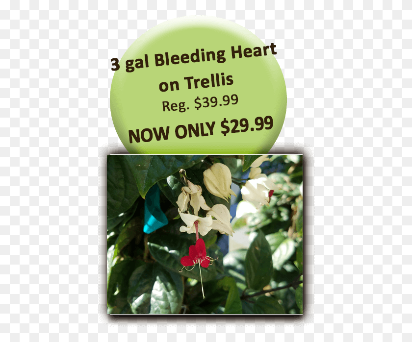 444x638 Bleeding Heart On Trellis Jasmine, Plant, Flower, Blossom HD PNG Download