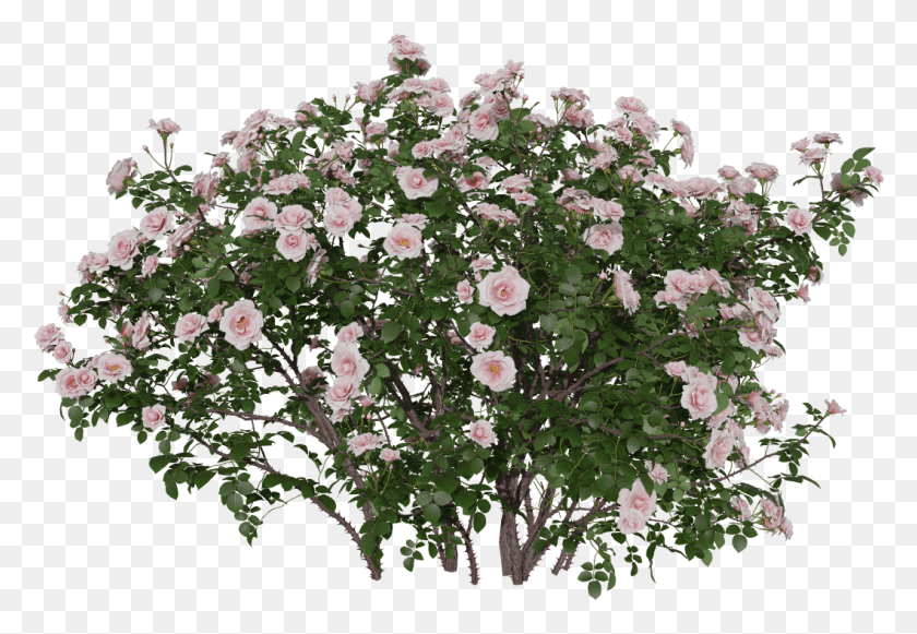 1058x707 Blend File Format China Rose, Geranium, Flower, Plant HD PNG Download