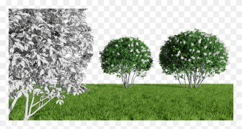 1040x520 Blender Market, Tree, Plant, Grass HD PNG Download