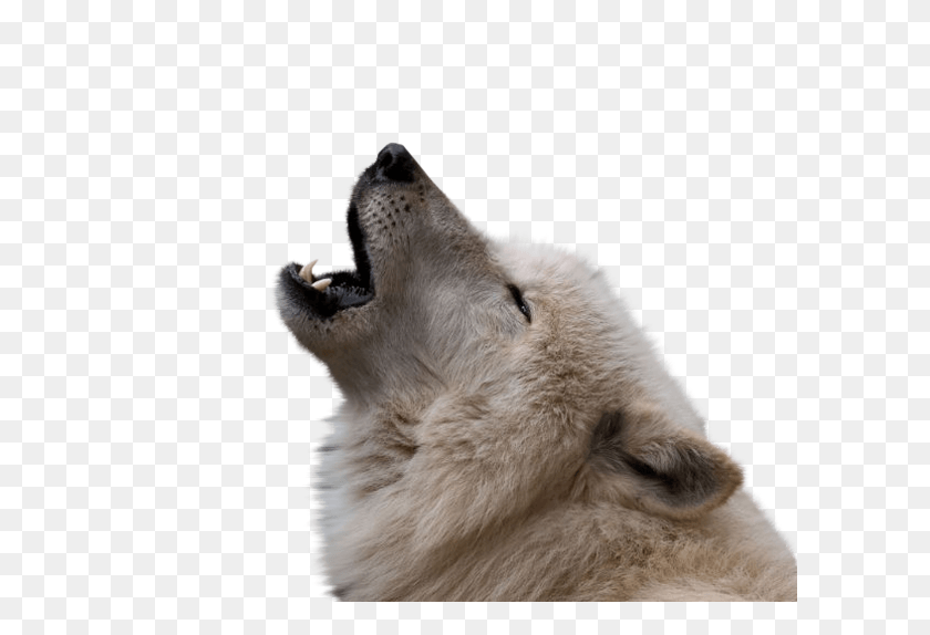 600x514 Blessing A Witch39s Goodnight, Wolf, Mammal, Animal HD PNG Download